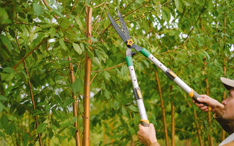 Tree trimming in Tuscarawas, OH